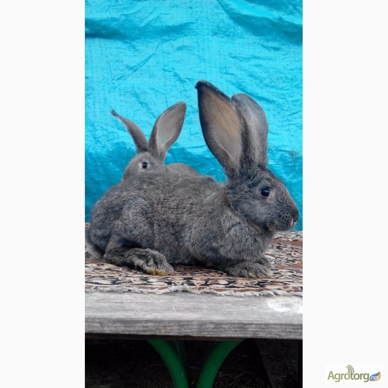 Фото 12. Продам кроликов (Фландр, Обер, Ризен)