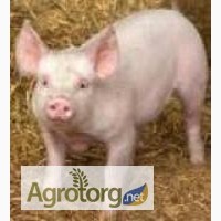 БВМД для свиней Феркель-старт 25% для поросят от 10 до 30 кг