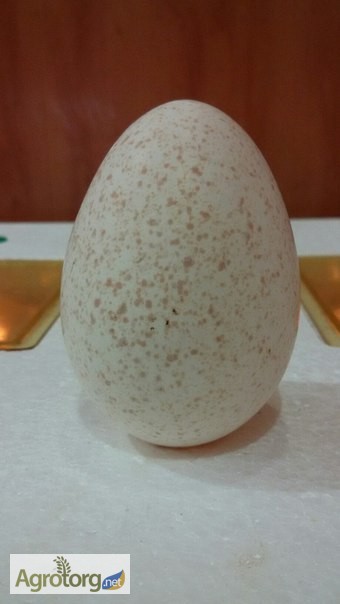 Инкубационное индюшиное яйцо, индюшата