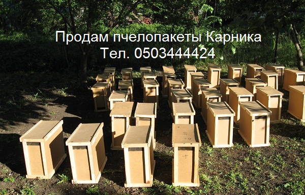 Пчелопакеты КАРНИКА. 4 рамки 3+1