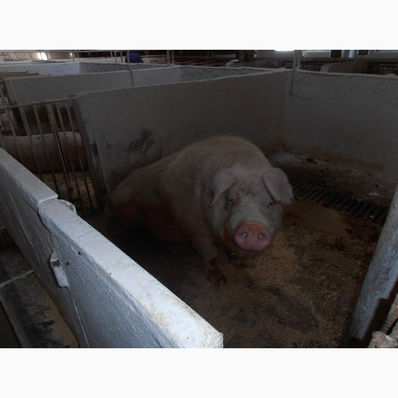 Фото 2. Продаємо свиней живою вагою