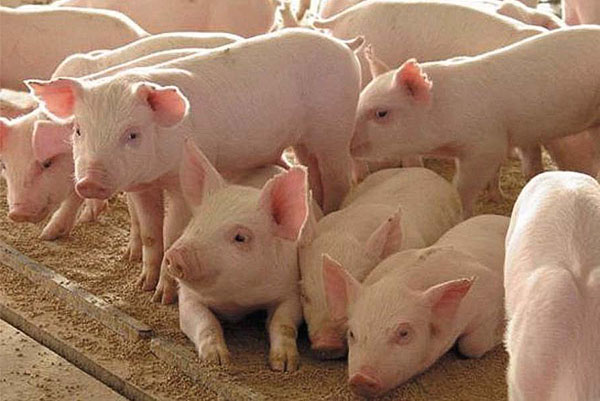 Фото 3. Продаємо свиней живою вагою