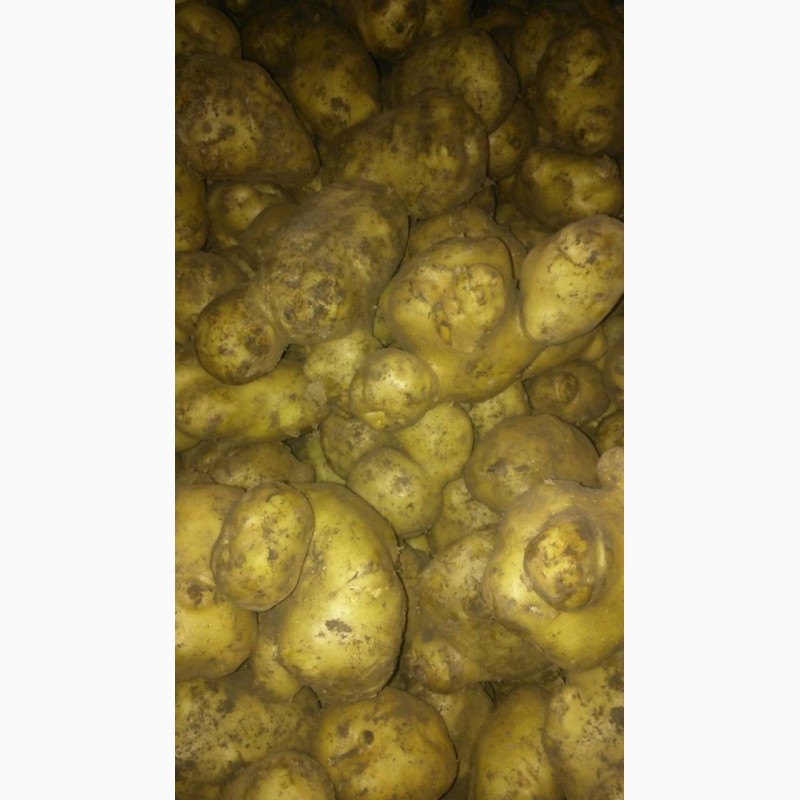 Фото 2. Продам картофель (некондиция)