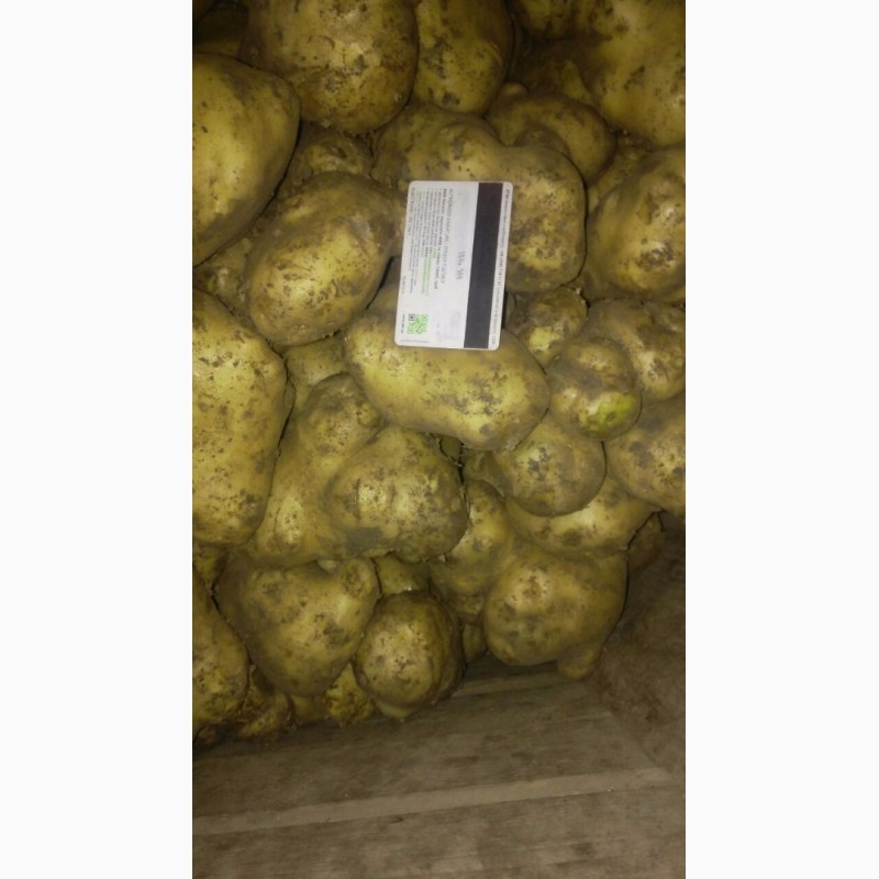 Фото 3. Продам картофель (некондиция)