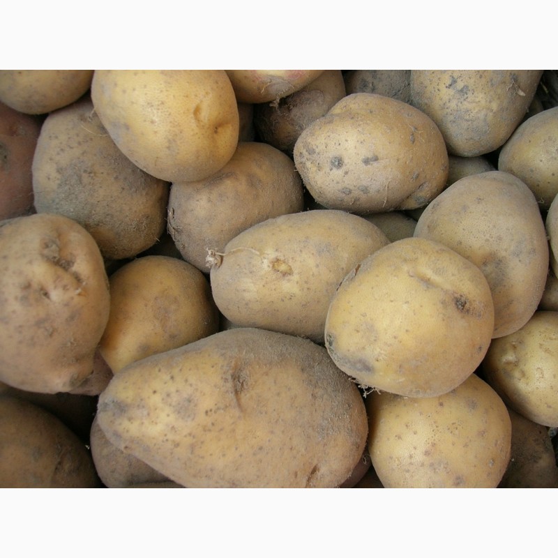 Фото 2. Купим лук репчатый, картофель в Белоруссии урожай 2019 года