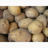 Купим лук репчатый, картофель в Белоруссии урожай 2019 года