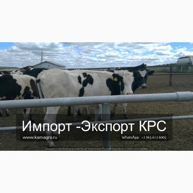 Фото 17. Продажа коров дойных, нетелей молочных пород в России, странам СНГ и зарубежным странам