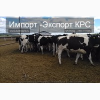 Продажа коров дойных, нетелей молочных пород в России, странам СНГ и зарубежным странам