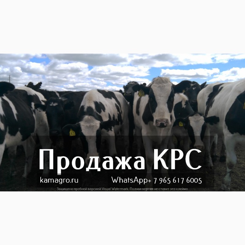 Фото 2. Продажа коров дойных, нетелей молочных пород в России, странам СНГ и зарубежным странам