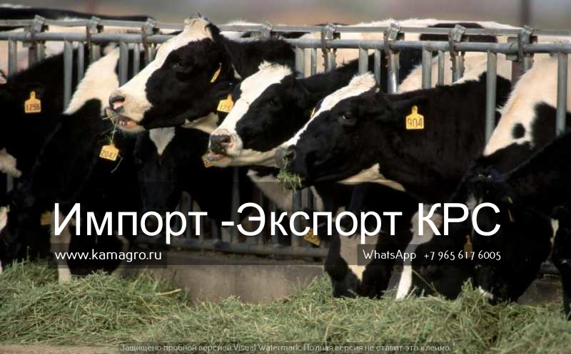 Фото 20. Продажа коров дойных, нетелей молочных пород в России, странам СНГ и зарубежным странам