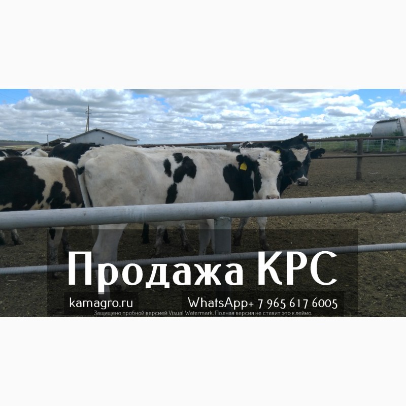 Фото 3. Продажа коров дойных, нетелей молочных пород в России, странам СНГ и зарубежным странам