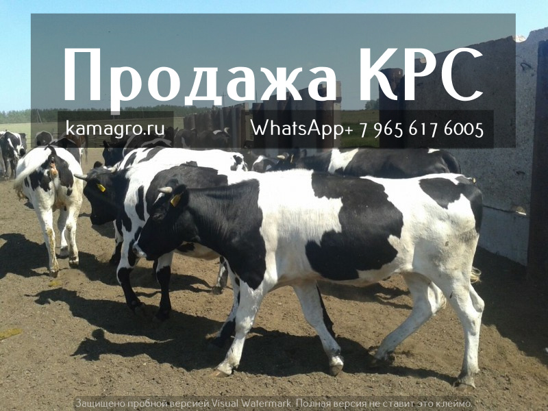 Фото 4. Продажа коров дойных, нетелей молочных пород в России, странам СНГ и зарубежным странам