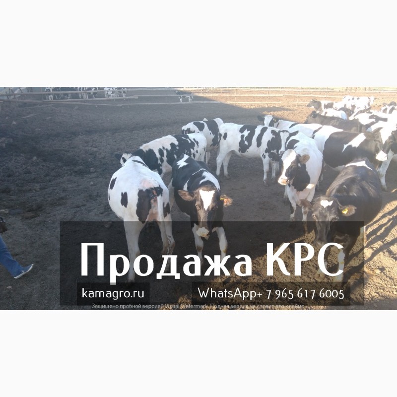 Фото 5. Продажа коров дойных, нетелей молочных пород в России, странам СНГ и зарубежным странам