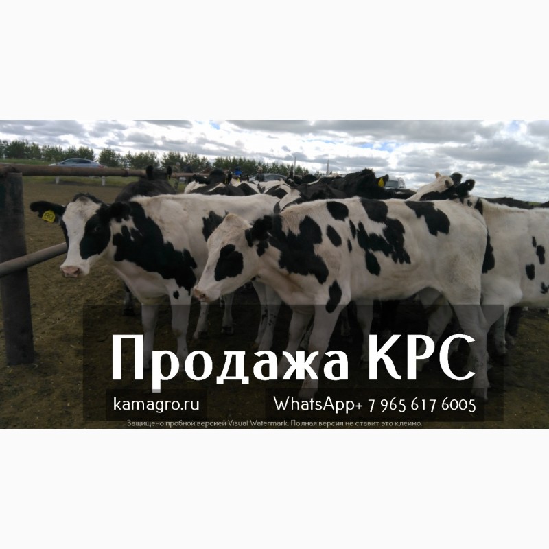 Фото 6. Продажа коров дойных, нетелей молочных пород в России, странам СНГ и зарубежным странам