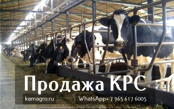 Фото 7. Продажа коров дойных, нетелей молочных пород в России, странам СНГ и зарубежным странам