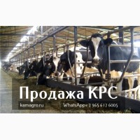 Продажа коров дойных, нетелей молочных пород в России, странам СНГ и зарубежным странам