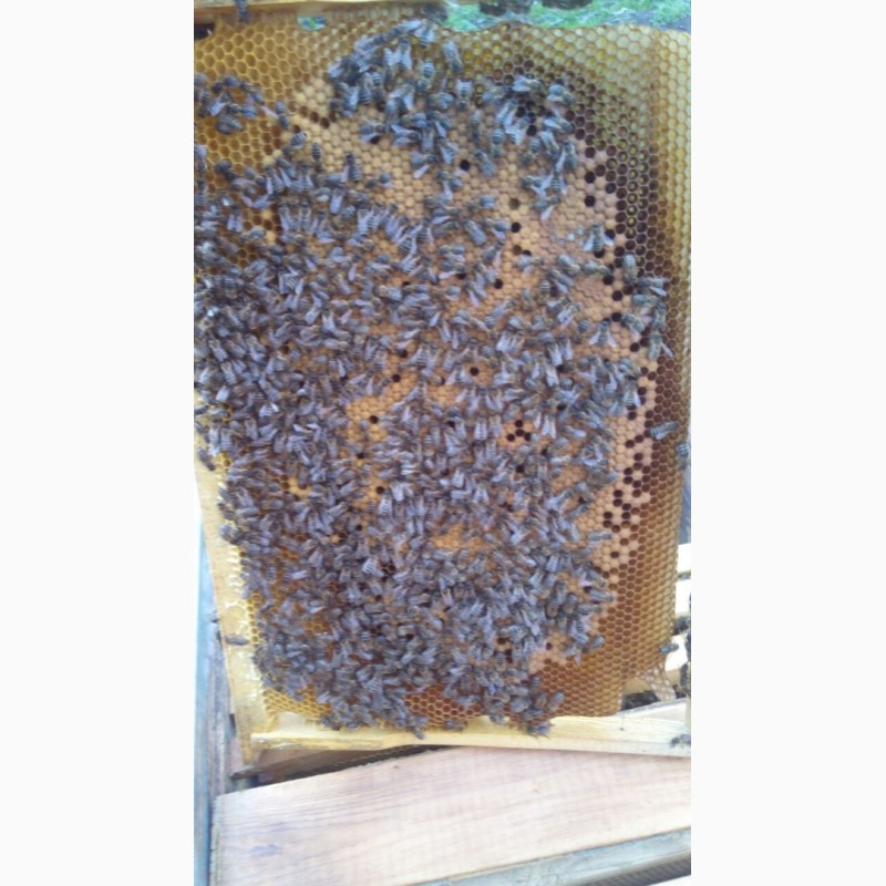 Фото 2. Продам пчелосемьи, пчелы, улья, рамки, сушку