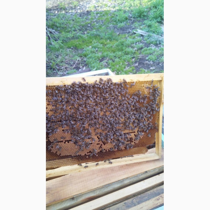 Фото 3. Продам пчелосемьи, пчелы, улья, рамки, сушку