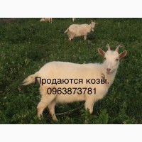Продаю козы