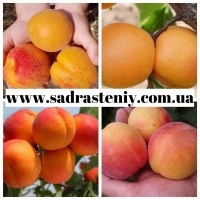 Саженцы крупноплодных сортов черешни, вишни, сливы, груши, абрикоса, яблони, смородины