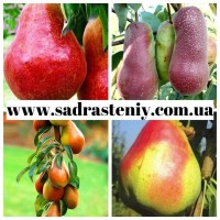 Саженцы крупноплодных сортов черешни, вишни, сливы, груши, абрикоса, яблони, смородины