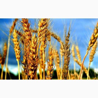 Озима пшениця Ліра Одеська