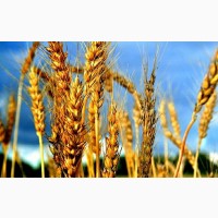 Озима пшениця Ліра Одеська