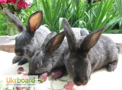 Фото 3. Продаю кроликов породы серебристый (полтавское, европейское серебро, БСС), бургундец