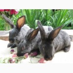 Продаю кроликов породы серебристый (полтавское, европейское серебро, БСС), бургундец