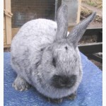 Продаю кроликов породы серебристый (полтавское, европейское серебро, БСС), бургундец