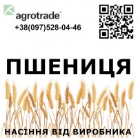 Элитные и репродукционные семена озимой пшеницы от производителя в Харьковской области
