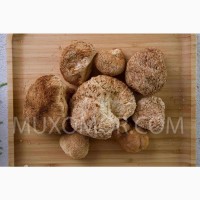 Ежовик гребенчатый ПОЛУДИКИЙ (Lion#039; s mane) ЦЕЛЫЕ плоды гриба - 100 гр