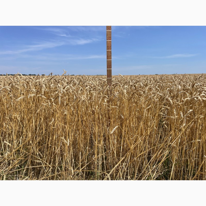 Фото 2. Насіння пшениці ярої, м#039;якої Барвиста, супер еліта