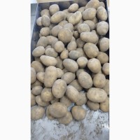 Продам товарну картоплю сорту Арізона
