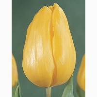 Луковицы тюльпанов из Голландии для выгонки к 8 марта. Опт от 100шт