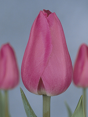 Фото 2. Луковицы тюльпанов из Голландии для выгонки к 8 марта. Опт от 100шт