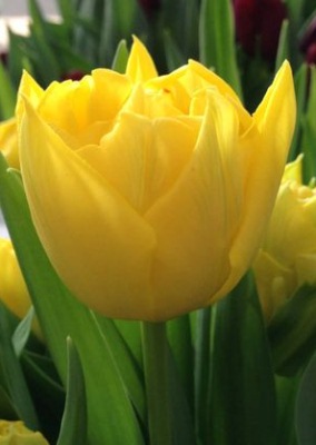 Фото 8. Луковицы тюльпанов из Голландии для выгонки к 8 марта. Опт от 100шт