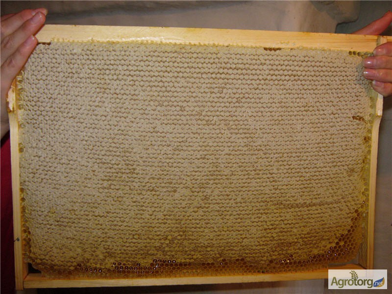 Фото 3. Закарпатський натуральний мед (без домішок і цукру) з різнотравя ( майський)