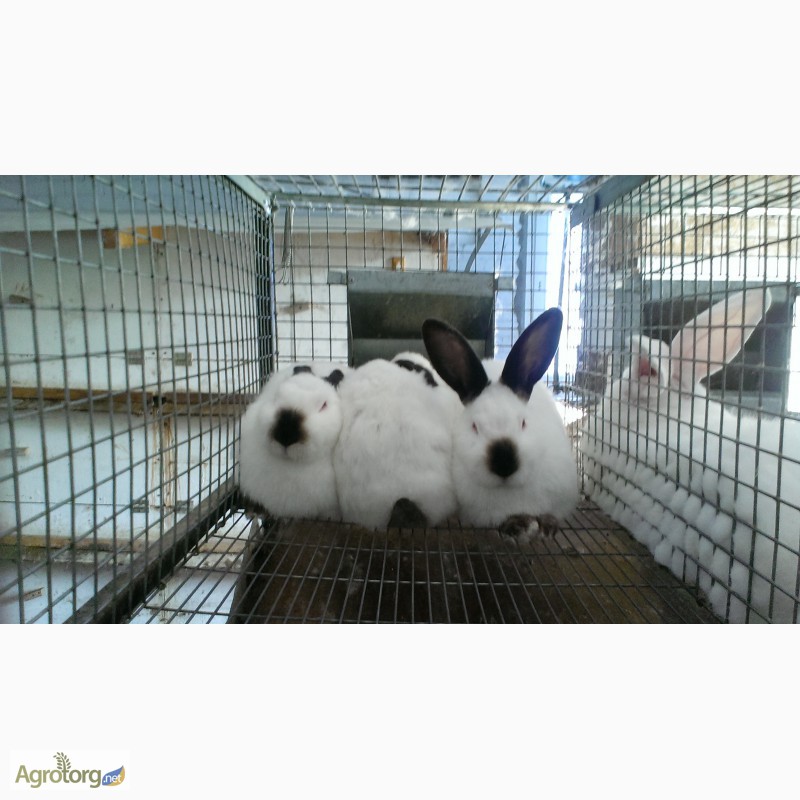 Фото 2. Кролики калифорнийской породы, белый паннон, белый великан