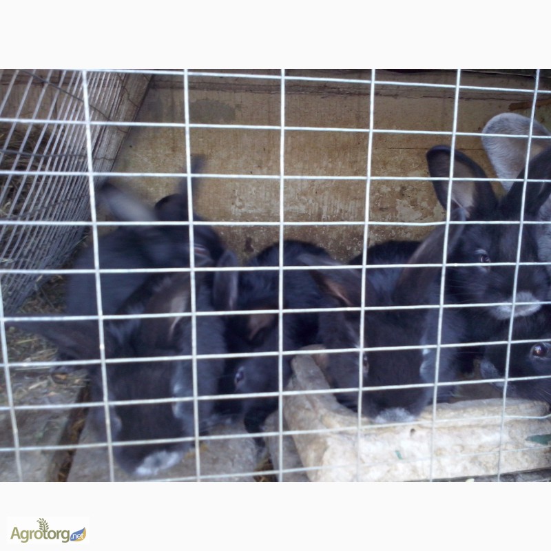Фото 10. Продам кроликів різних порід