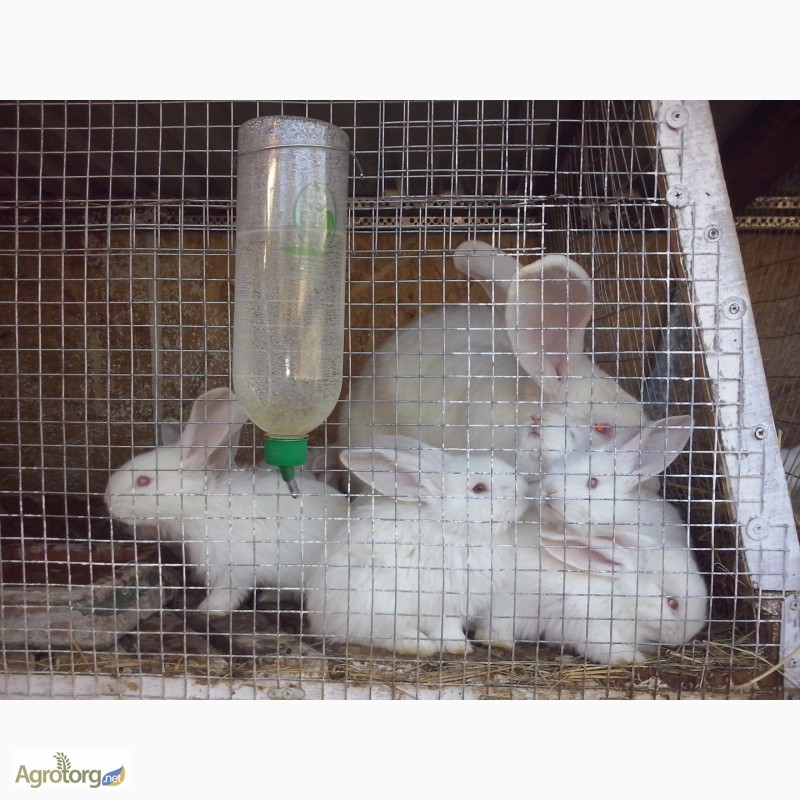 Фото 3. Продам кроликів різних порід