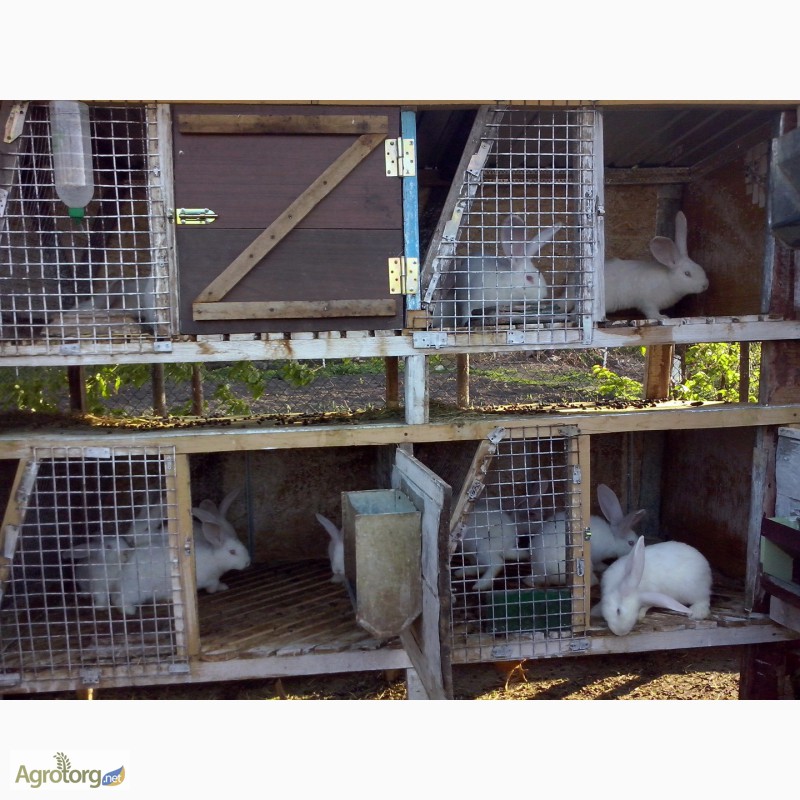Фото 4. Продам кроликів різних порід