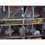 Продам кроликів різних порід