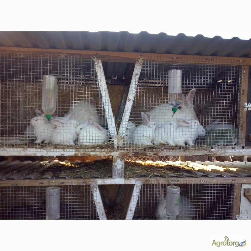 Фото 5. Продам кроликів різних порід