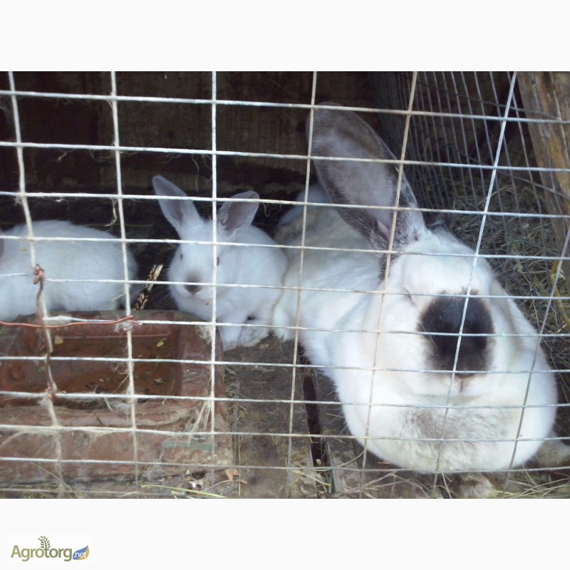 Фото 7. Продам кроликів різних порід