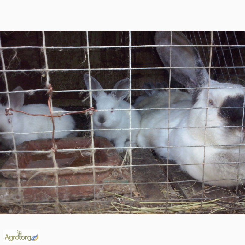 Фото 8. Продам кроликів різних порід