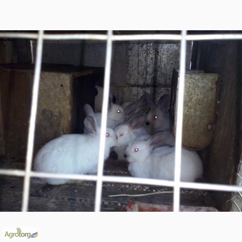 Фото 9. Продам кроликів різних порід