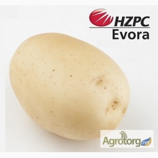 Семена картофеля Евора