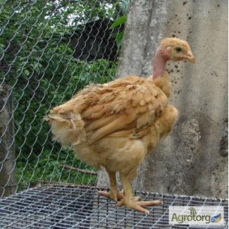 Продам цыплята породы голошейка (Испанка)одна курочка привозная с Португалии