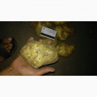 Фото 3. Продам оптом картошку, картофель некондиция сорт Ривьера